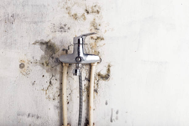 Best Commercial Mold Remediation in Elmwood Place, OH