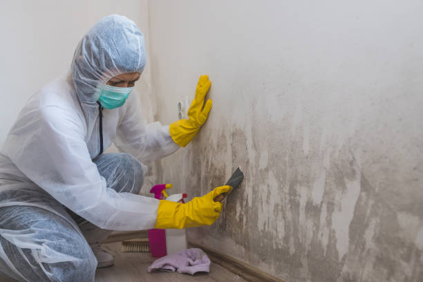 Best Black Mold Remediation in Elmwood Place, OH