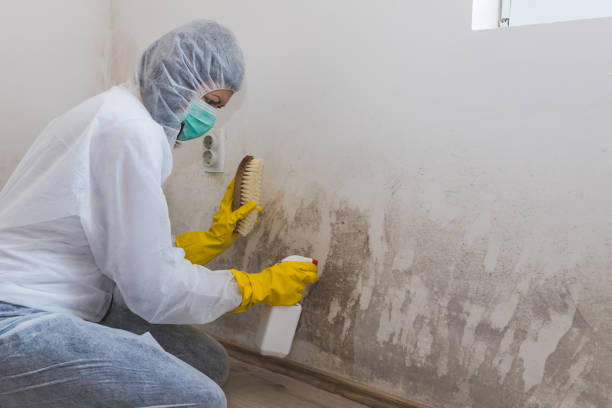 Best Industrial Mold Remediation in Elmwood Place, OH