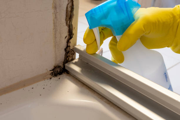 Best Residential Mold Remediation in Elmwood Place, OH